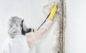 Environmental Consulting for Mold Prevention in Merkel, TX